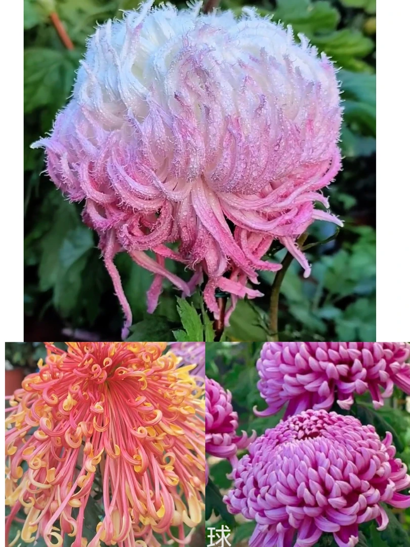 鹅毛粉黛+盘龙舞凤+紫绣球大菊花苗