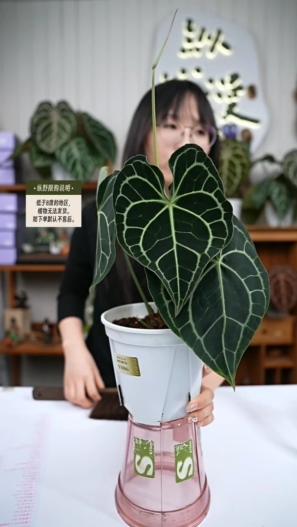 完全开放Y86克莱恩