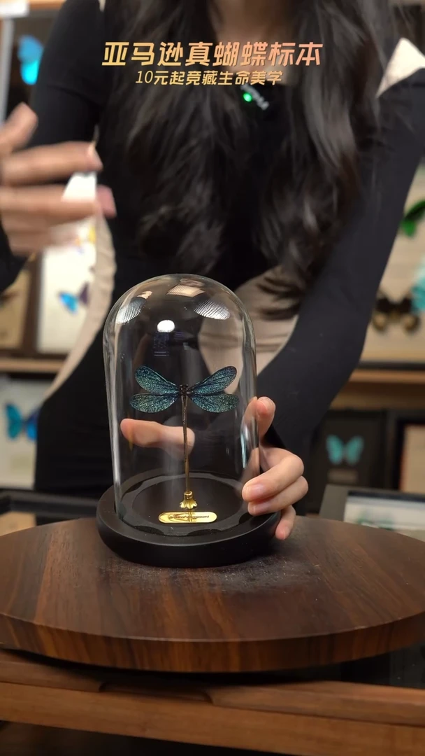 暗溪色蟌小号玻璃罩