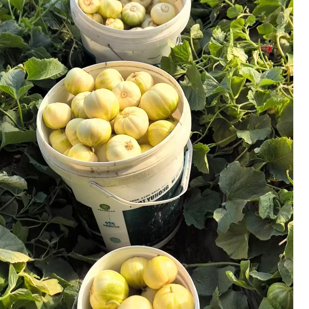 直销娇娇家新鲜农产品