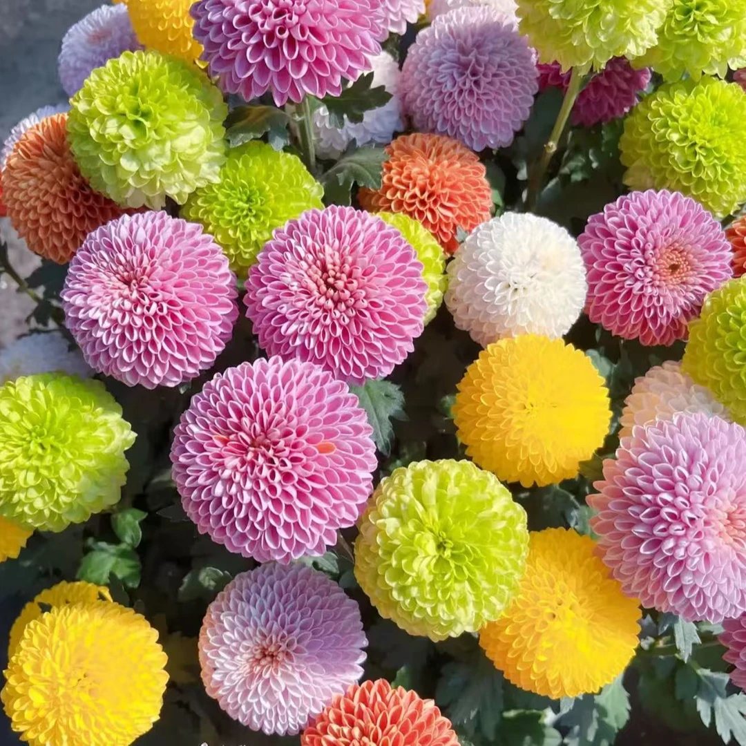 多彩乒乓菊带花带花苞基地直销多年生正宗原生苗好养耐寒室内室外