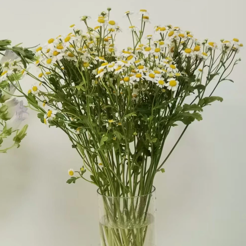 【次日达-洋甘菊1扎】家居生活鲜花全场任意两单顺丰包邮送货上门今天下单明天到基地转发现采现发售后无忧