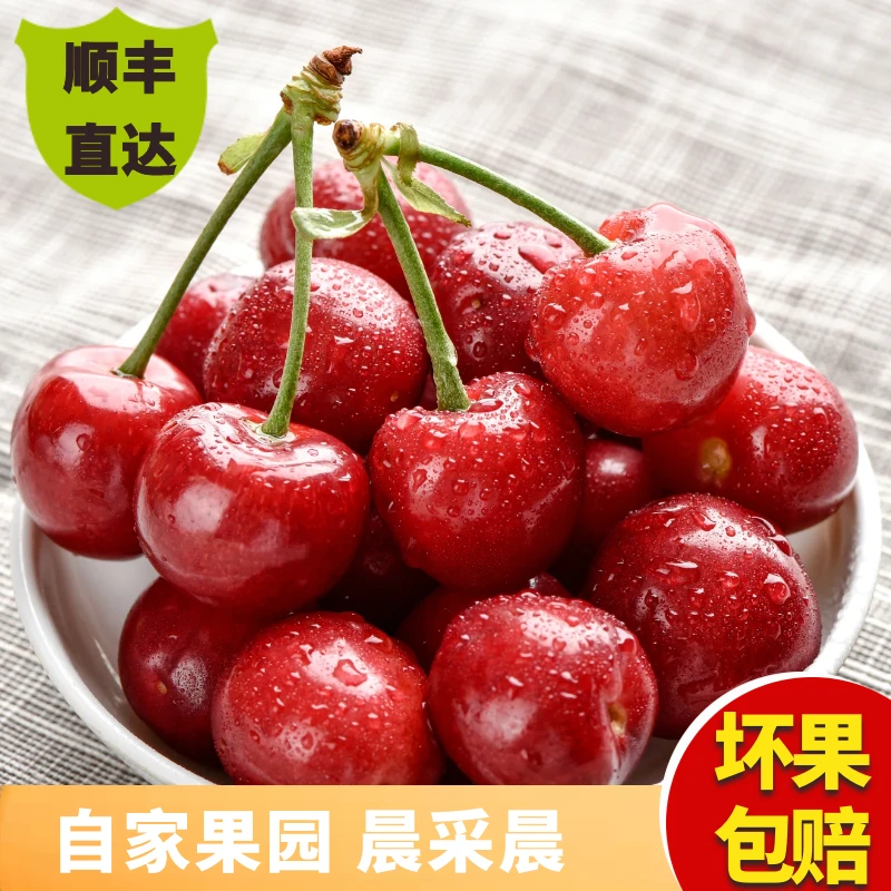 大连美早大樱桃 产地直销 现摘现发空运包邮1.8斤1-5J 内附果径卡