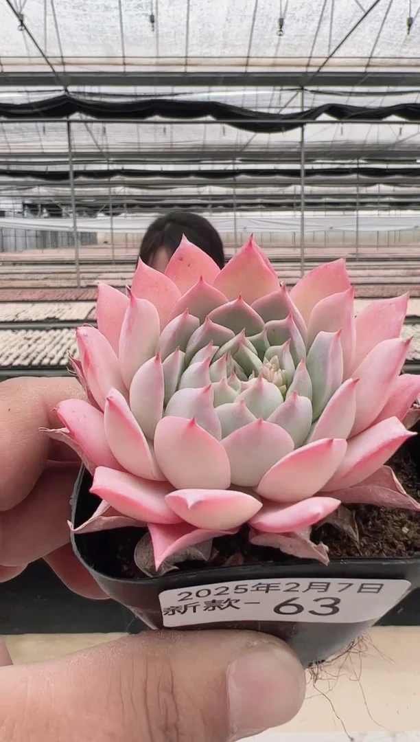 【闪购商品】新款多肉-63