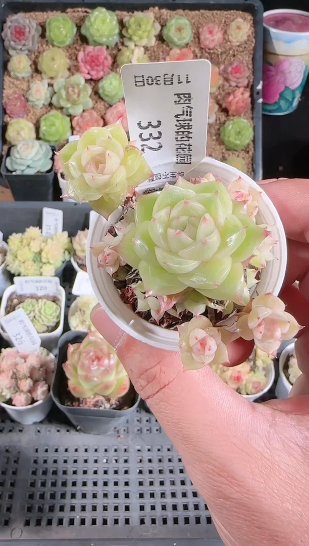 1130-332多肉群生不包整