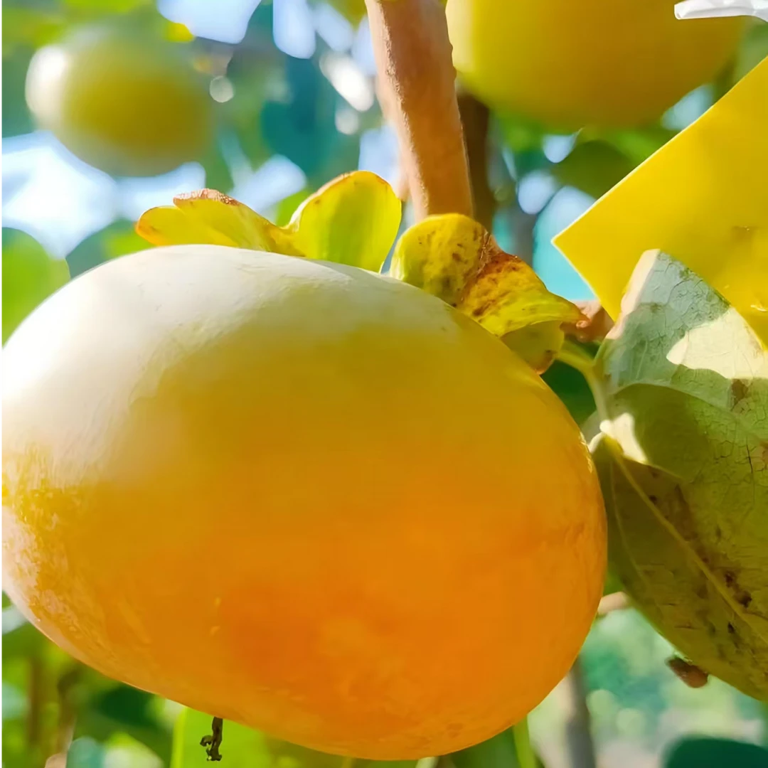 湖南湘西太秋甜柿脆甜