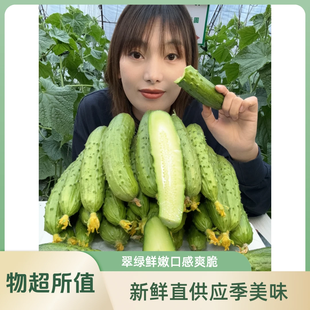 新鲜现摘旱黄瓜清甜脆嫩多汁可当水果蔬菜生吃3斤黄瓜同城送黄瓜