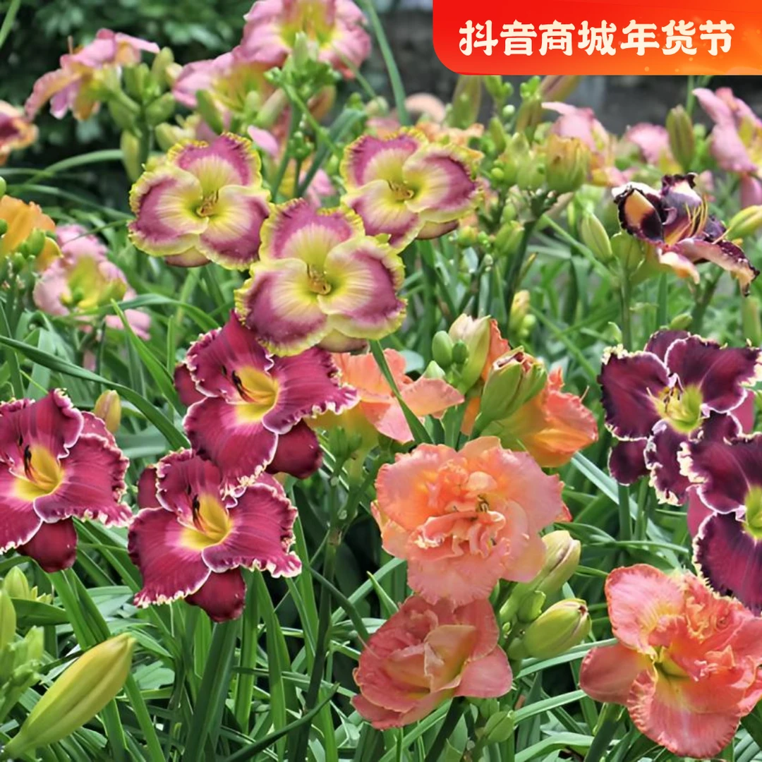 【麻豆花园专属】新品大花萱草61个品种