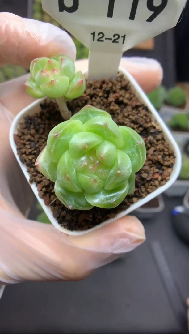 b119 遥遥珍妮 可带盆土 26.8