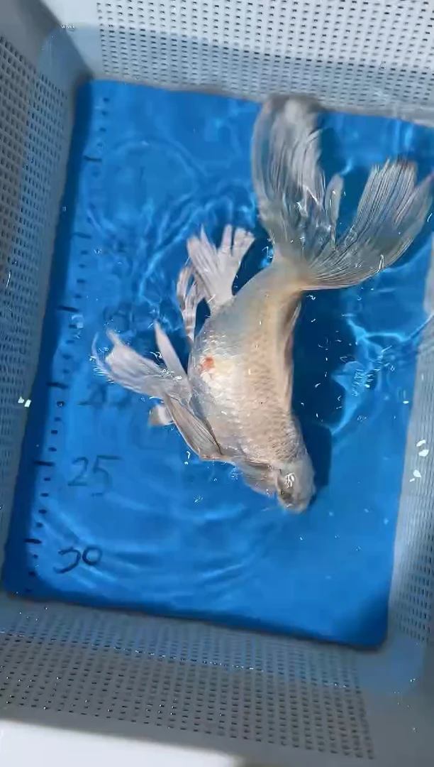 锦鲤拍开箱视频爆氧视频包售后包邮