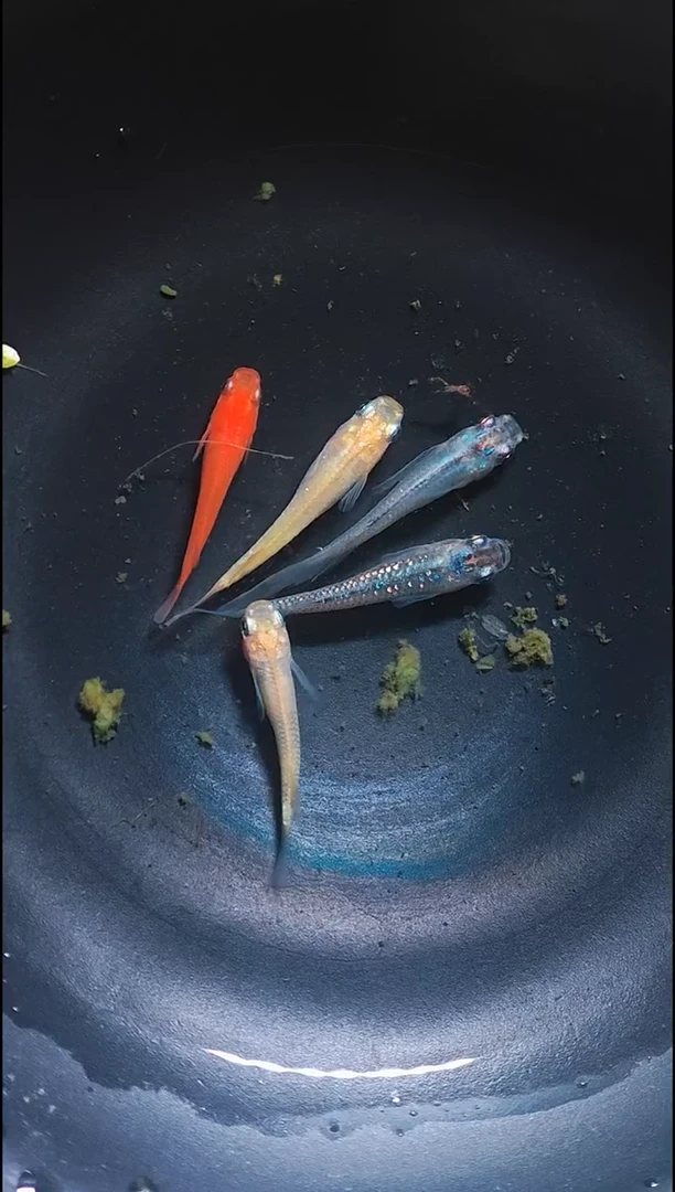 青鳉鱼观背青鳉010