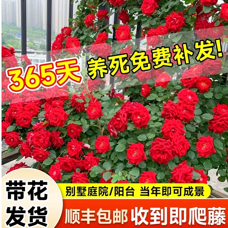 佛洛伦蒂娜月季花爬藤月季顺丰包邮