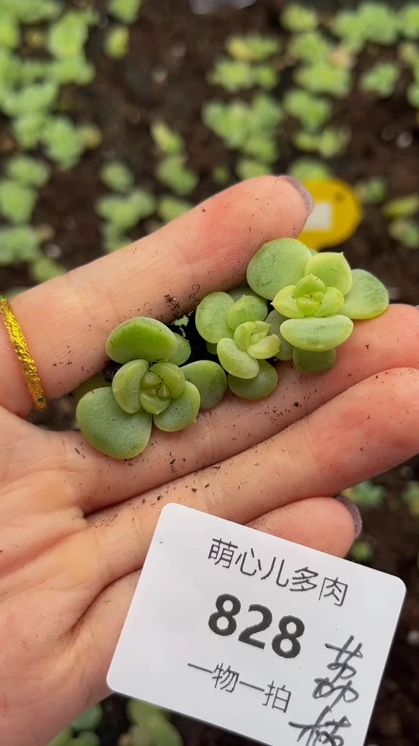 828荔枝多肉植物多肉植物