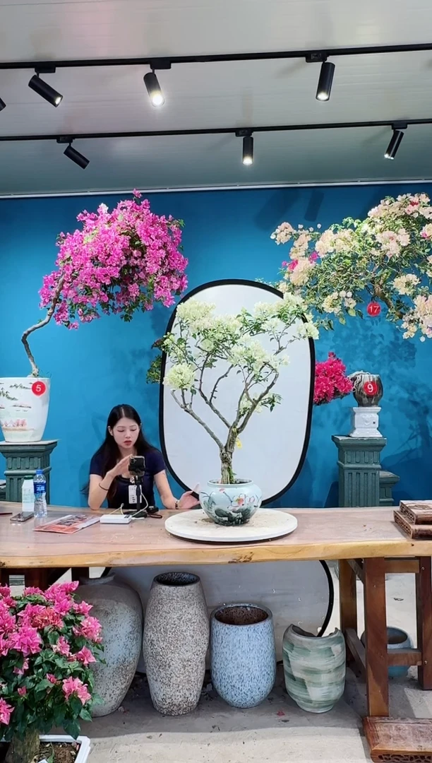 全部花朵绿叶樱花三角梅