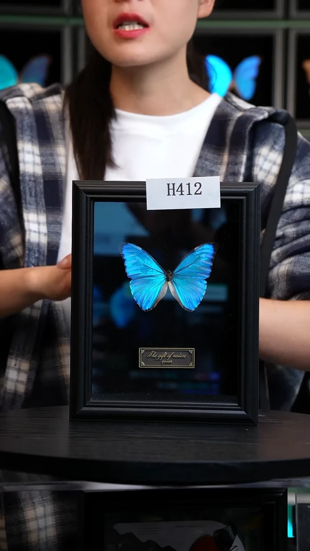 微瑕蝴蝶标本摆件一口价H412