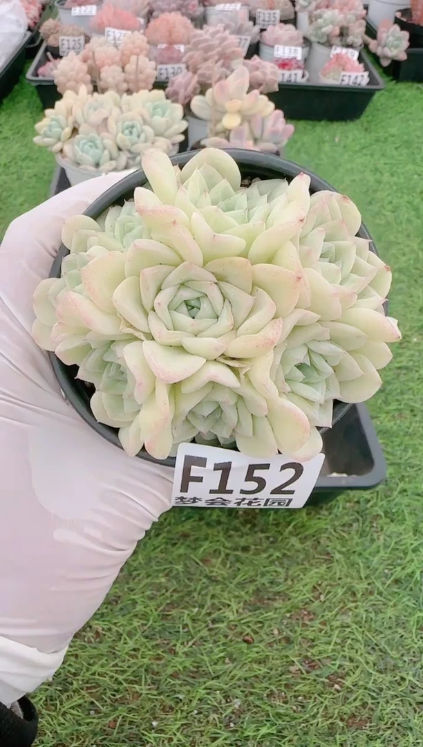 【闪购商品】梦会多肉一物一拍