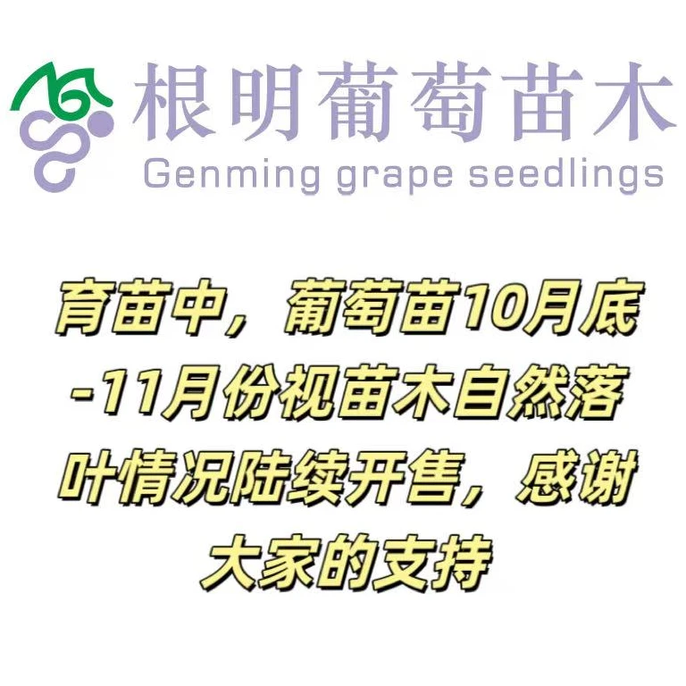 裸根葡萄苗11月份开售