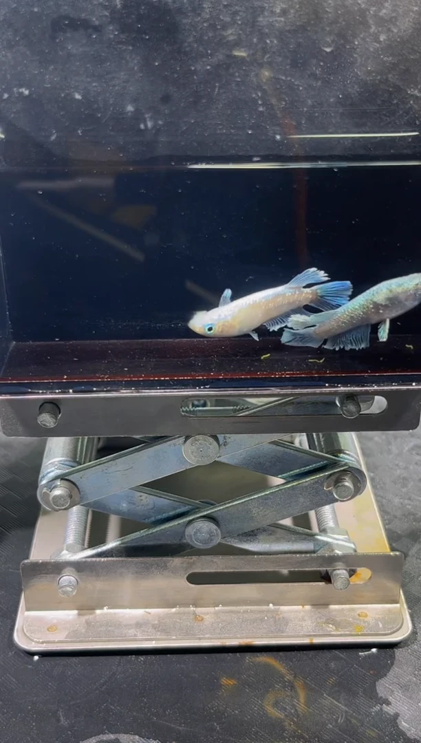 青鳉鱼观背青鳉碧海1号