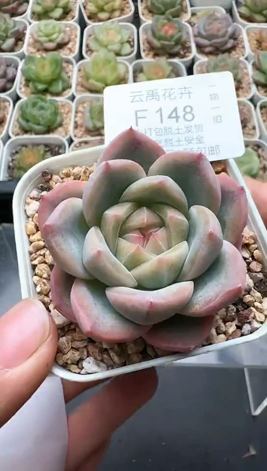 148F云禹多肉植物 默认脱土纸巾打包 3颗包邮