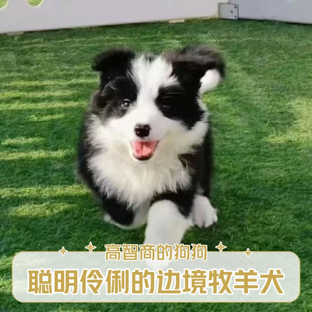 【玥轩犬舍】宠物狗狗边牧