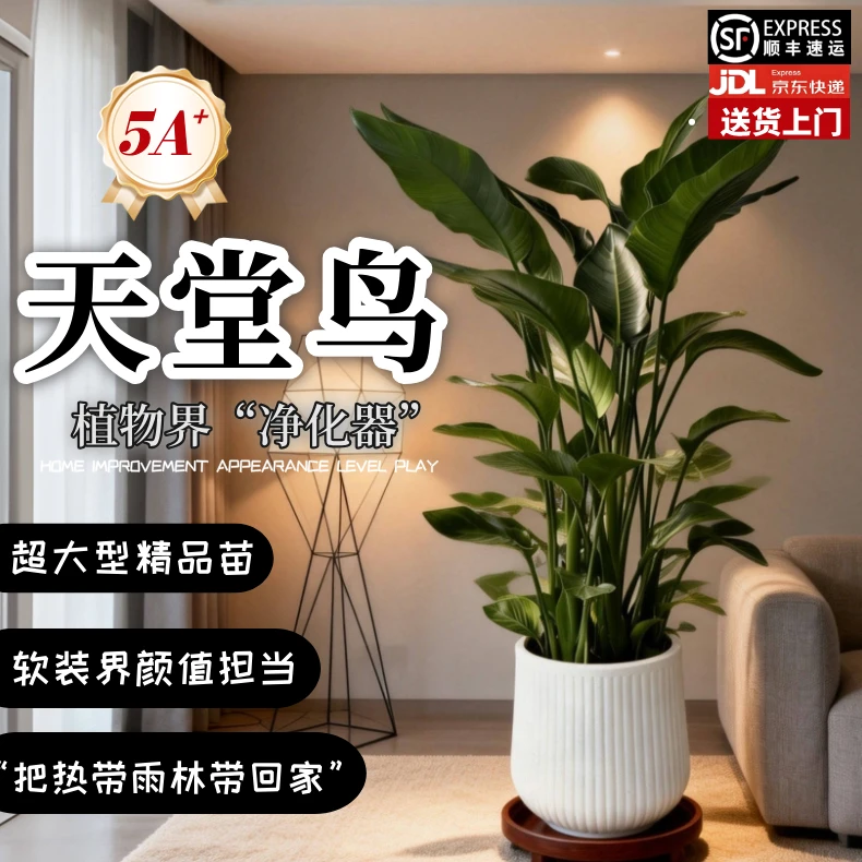 1.6-1.8米超A级老桩天堂鸟室内绿植好养耐活净化空气【送货上门】
