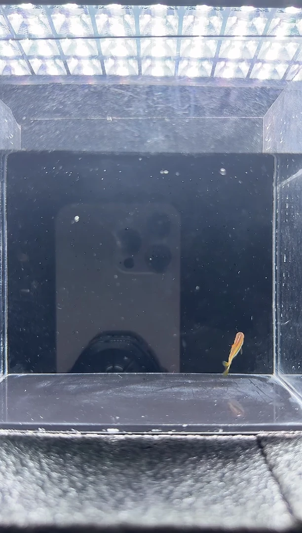 灯科鱼曾****e小彩虹