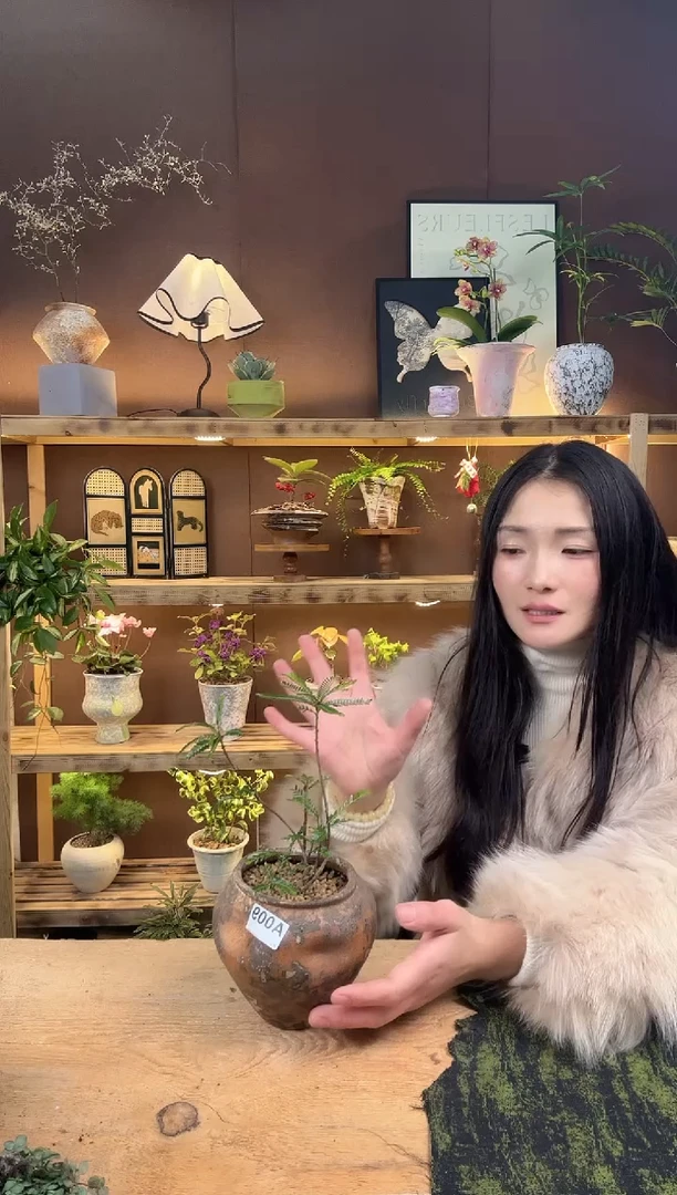 无花朵009海岛叶下珠加盆一套