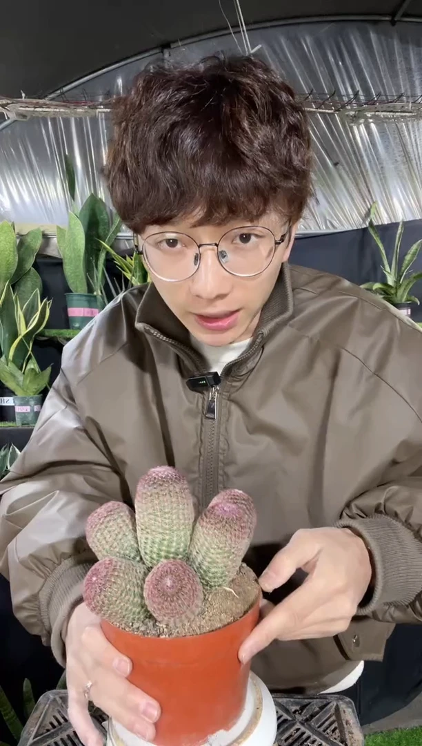 【闪购商品】红太阳5头裸根52