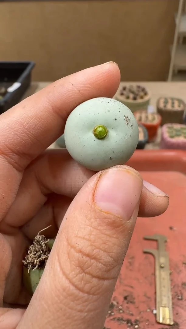 14-109多肉植物肉锥