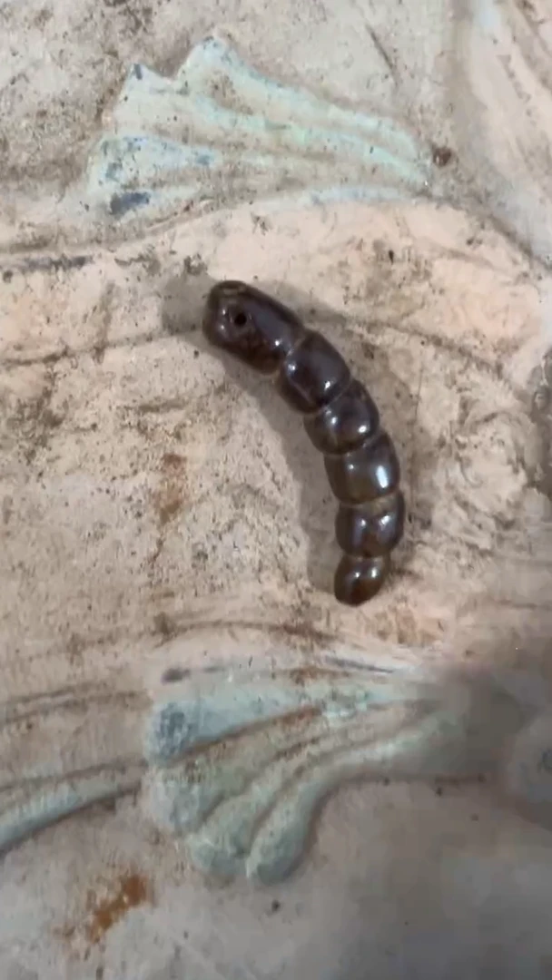 瓷片其他手工，手绘，瓷器