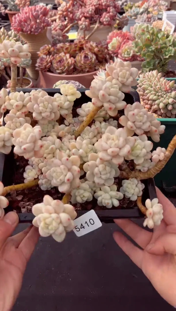 【闪购商品】5410群生劳尔锦多肉