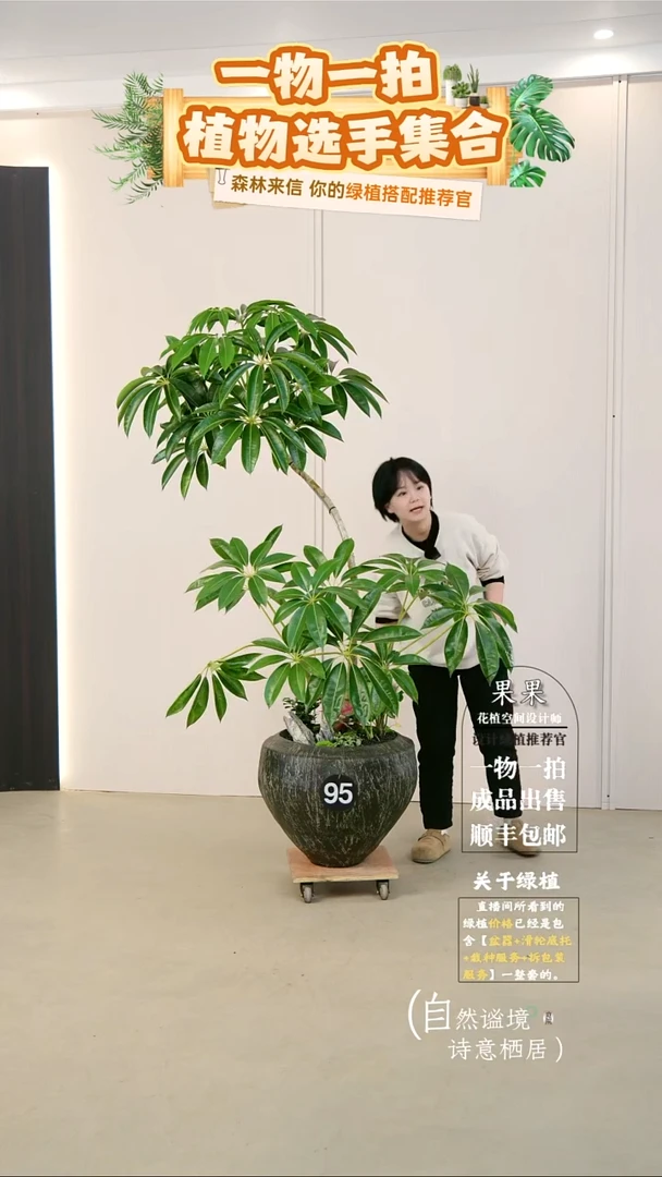 完全开放育**文日本进口保罗大叶伞连盆种好栽好一整套送货上门