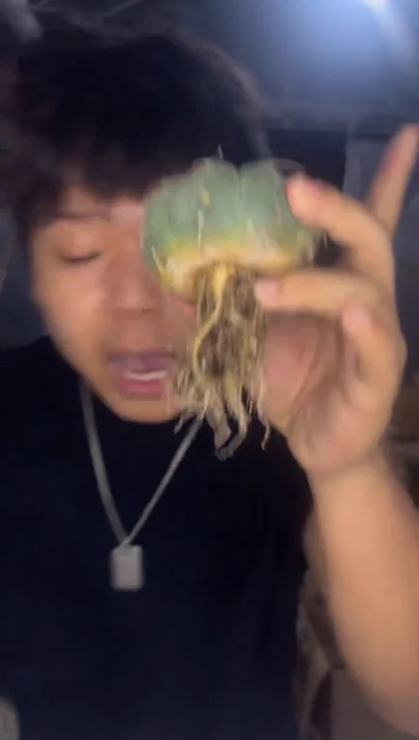 2颗 裸鄂属 品种不指定 6-8cm