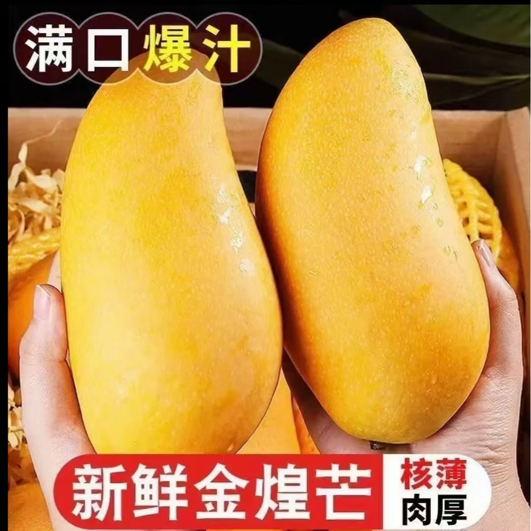 【正宗金煌芒】黄皮金煌芒新鲜采摘黄皮芒果产地直发坏果包赔