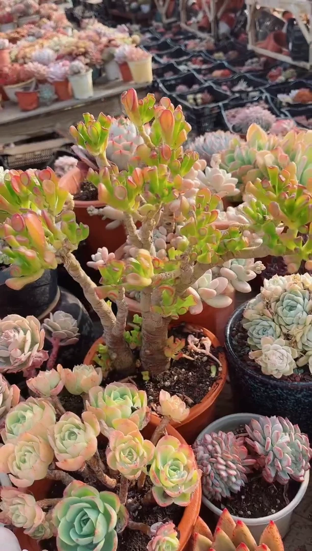 【闪购商品】14130