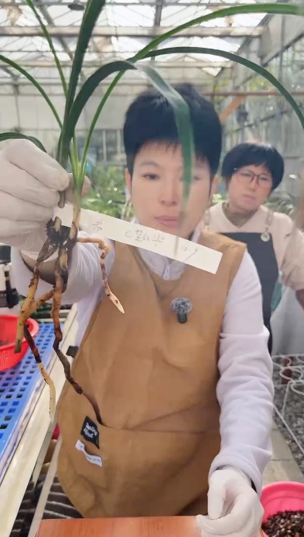 当前无花朵，栽培后可花朵君芝红，，，君