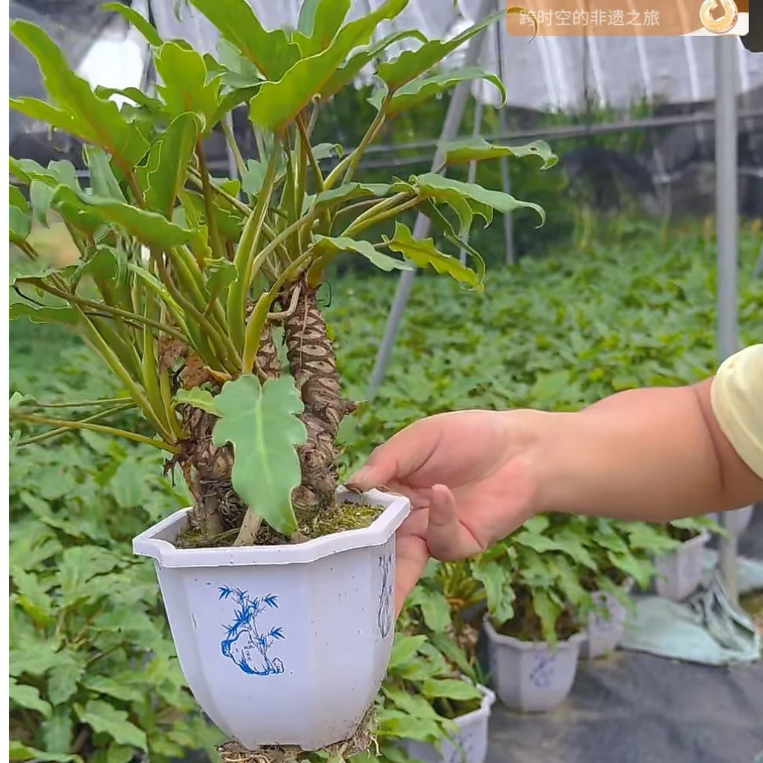 基地原盆10cm盆口大提根龙鳞小天使盆栽植物蔓绿绒可水培室内观叶