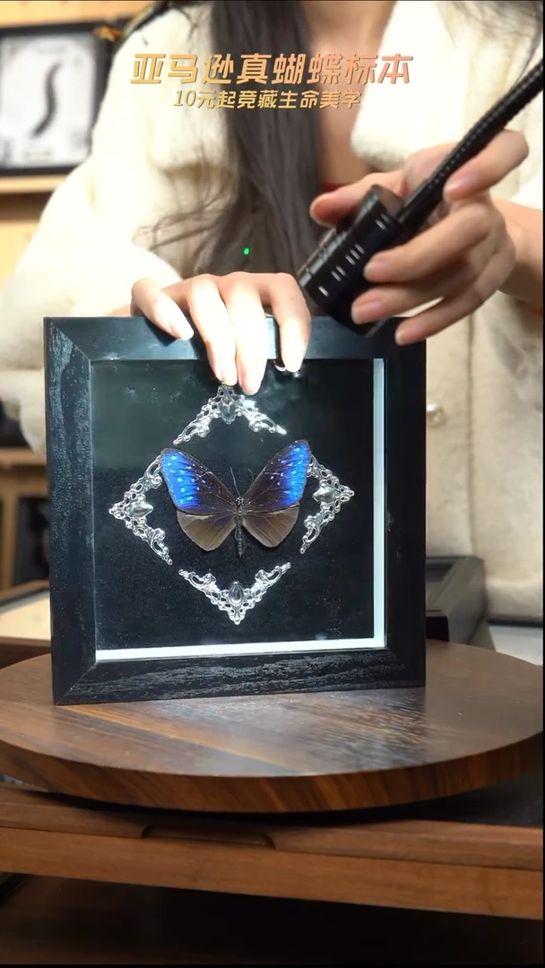 异型紫斑蝶巴洛克风格