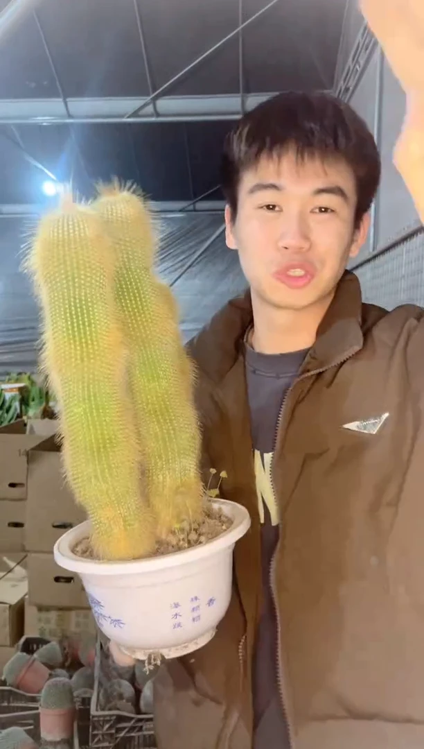 【闪购商品】超大 群生 金丝猴