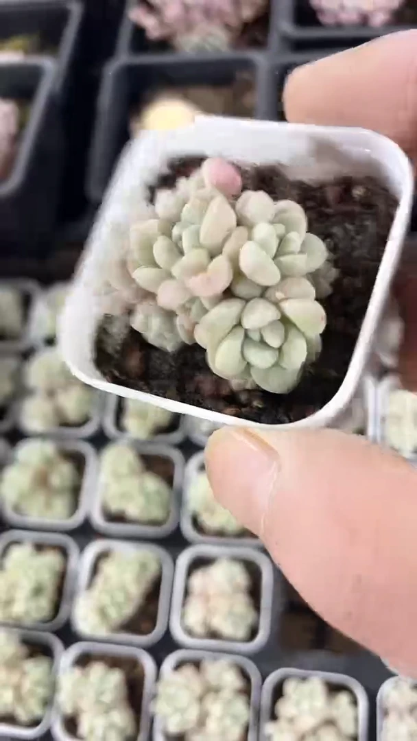 【闪购商品】五方泡泡糖群生多肉