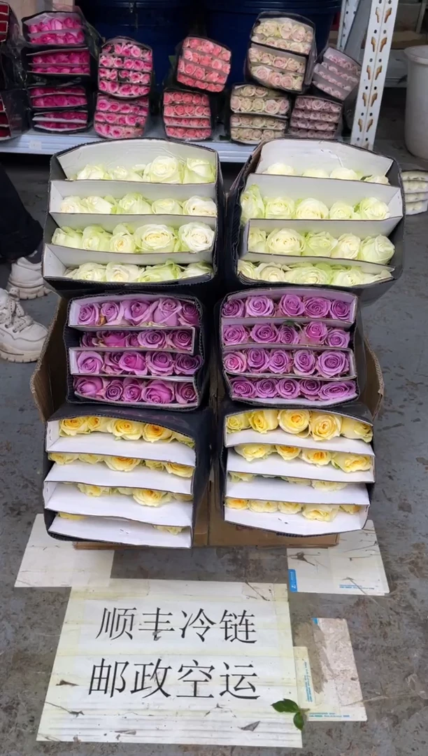 奶油杯20枝+紫霞20枝+ 白雪山20枝