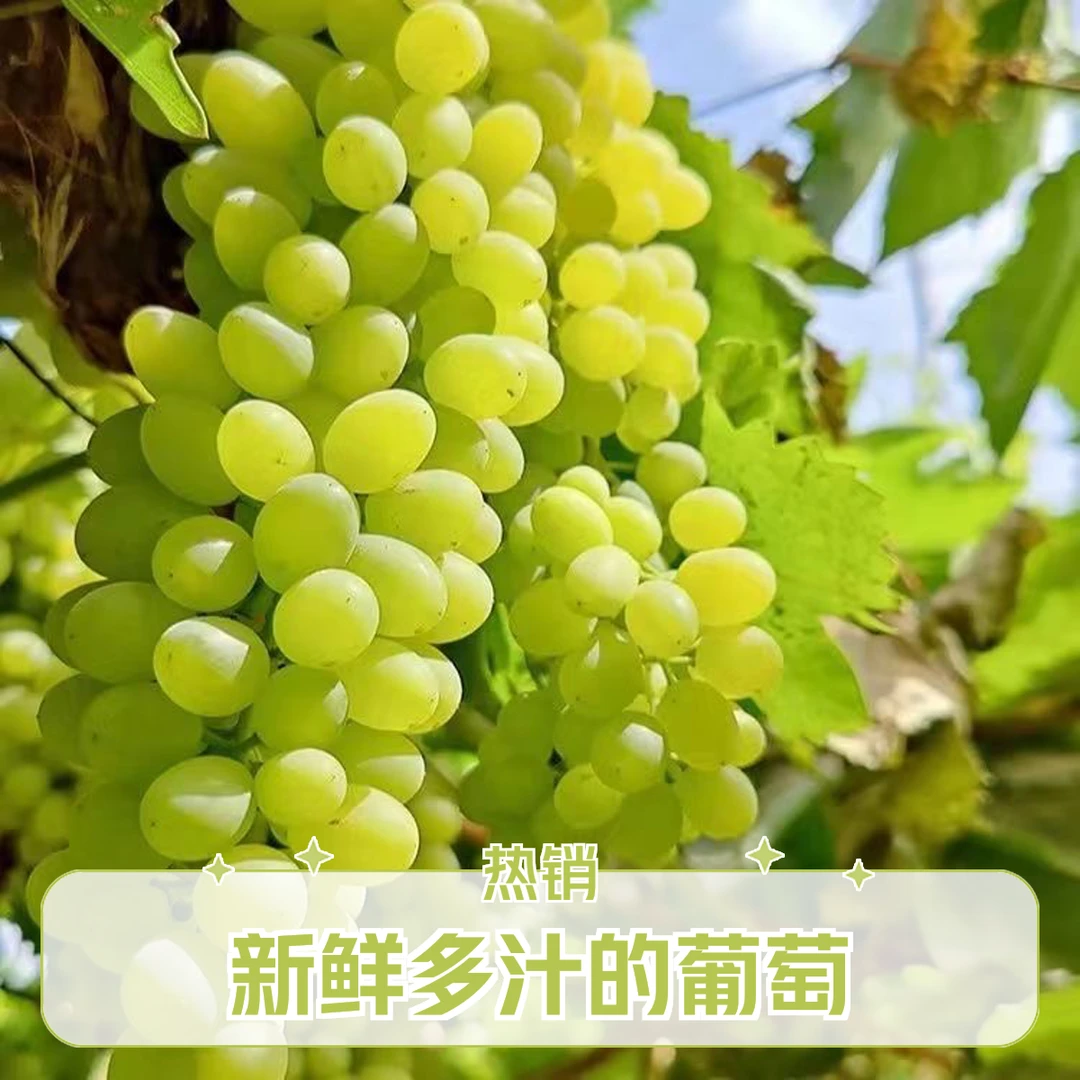 【陈氏阳光】新疆木纳格葡萄净重5斤皮薄多汁应季水果现货现发（带箱6斤）新疆维吾尔自治区