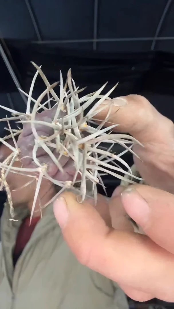 1-5号实生守金魔天龙49.99