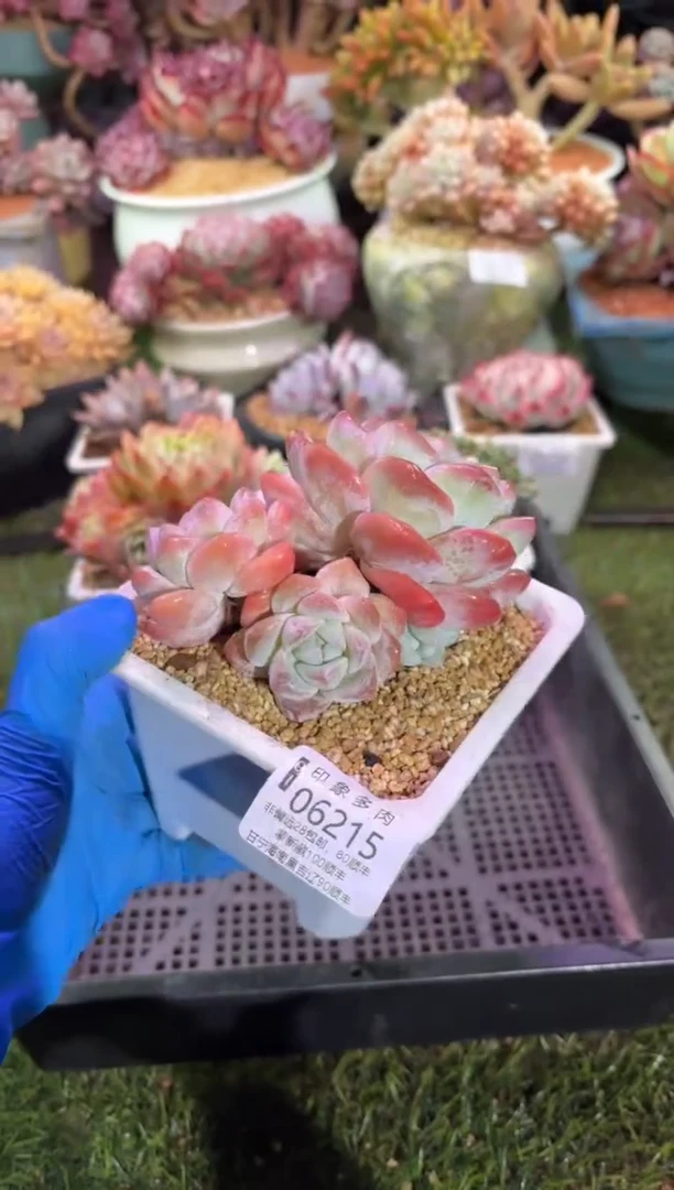 【闪购商品】06215