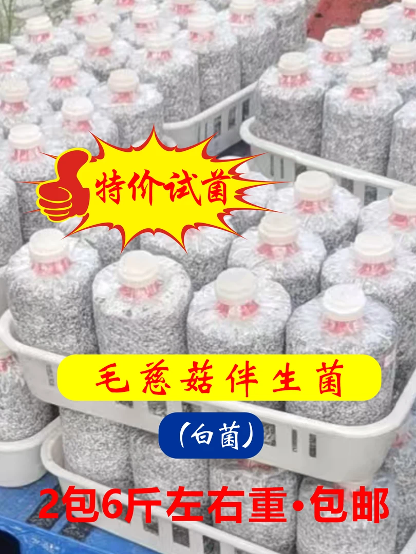 毛慈菇伴生菌（白菌）（特价试菌，2包6斤重）