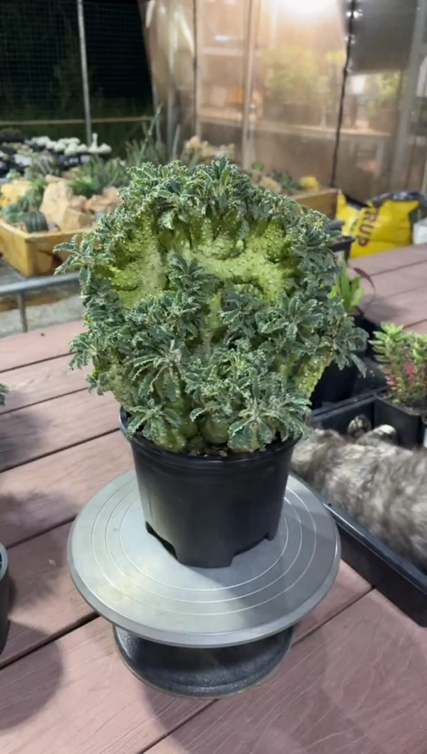 缀化椰子琉桑FC-3618