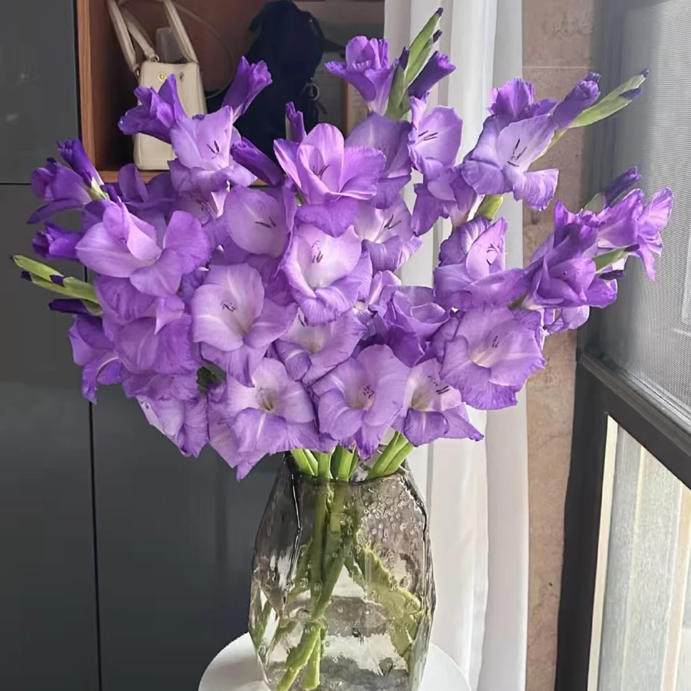 【一品花集】【莫吉托剑兰】剑兰买5支送5支一单包邮