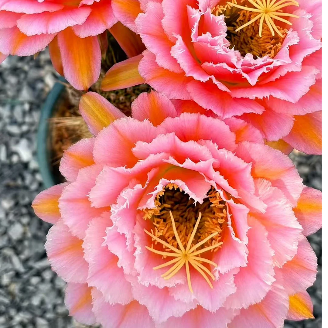 【粉桃精灵】 仙人球植物漳州基地直发货