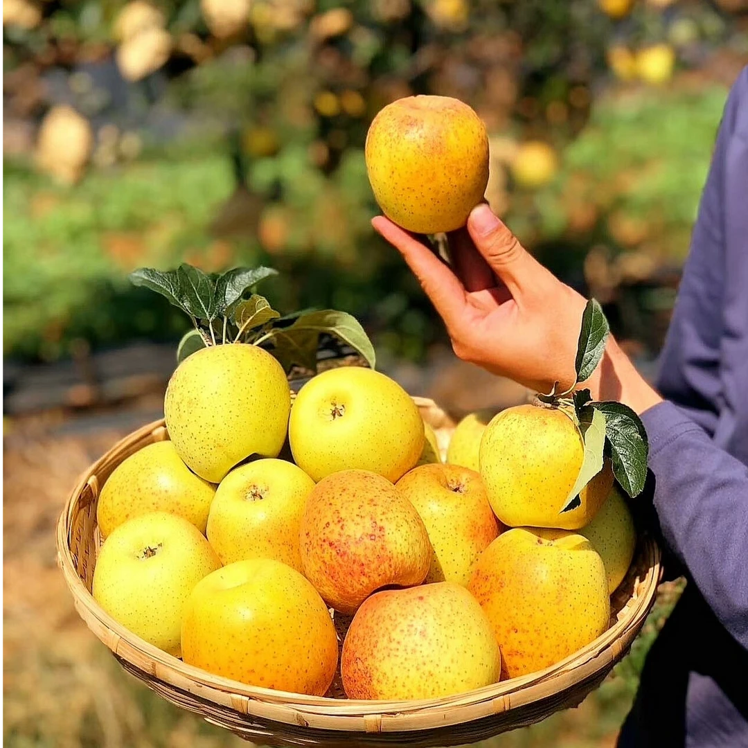 正宗云南昭通高原 野香雀斑维纳斯黄金丑苹果  原生态 应季鲜果