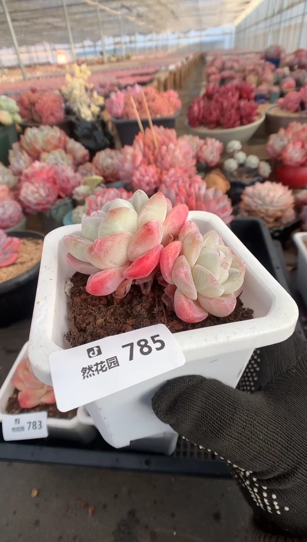 785冰玉多肉植物一物一拍